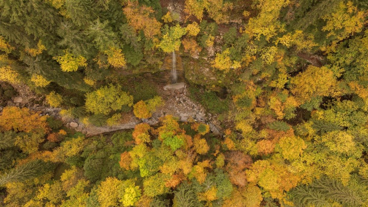 Wald Vogelperspektive im Herbst