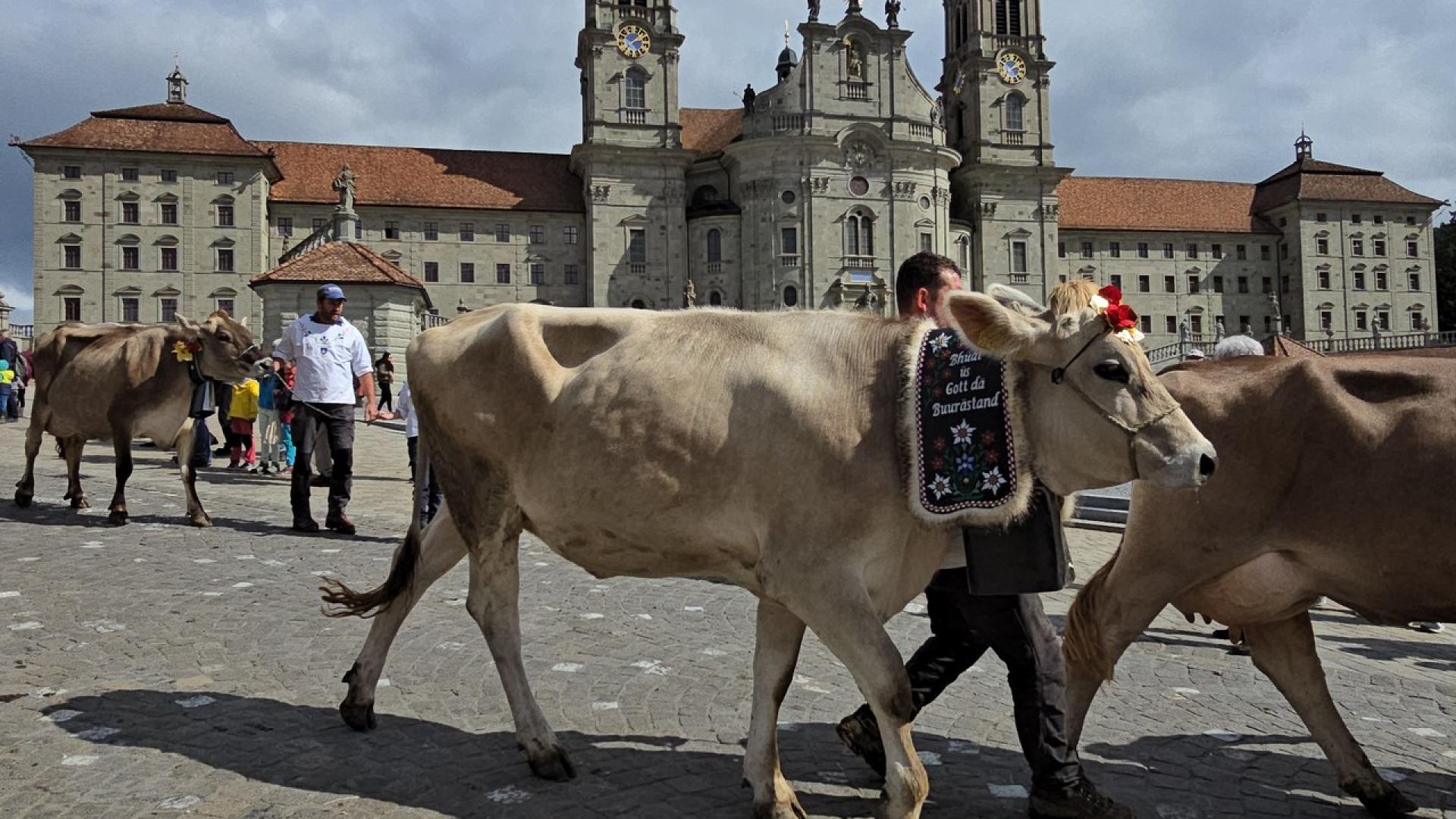 Kühe an der Viehausstellung in Einsiedeln beim Umzug