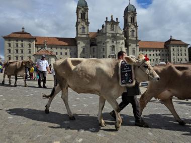 Kühe an der Viehausstellung in Einsiedeln beim Umzug
