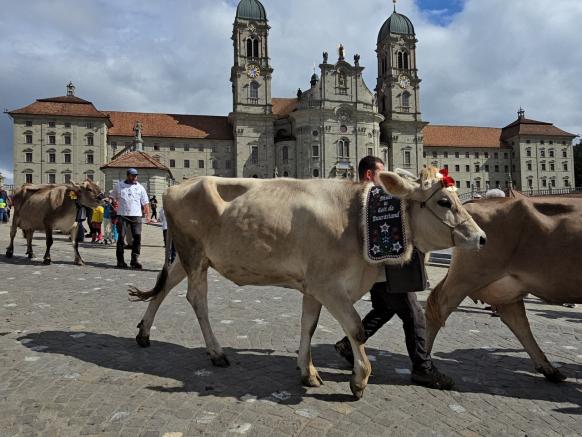 Kühe an der Viehausstellung in Einsiedeln beim Umzug